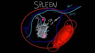 Immunology  Spleen Structure and Function BASIC [upl. by Anihpled154]