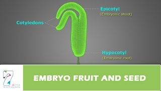 EMBRYO FRUIT AND SEED [upl. by Melvena859]