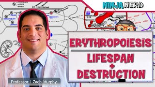 Hematology  Erythropoiesis Lifespan amp Destruction Part 2 [upl. by Ivo]