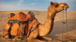 The Camel Walk  Camels and Camel Keepers of the Thar Desert  Pushkar Rajasthan [upl. by Galasyn439]