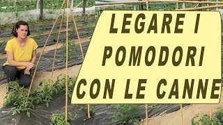 come LEGARE i POMODORI nellorto CON LE CANNE [upl. by Strader]