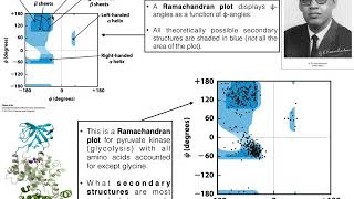 How to Interpret Ramachandran Plots [upl. by Madlen]