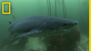 The Cookiecutter Shark  Sharks of Bermuda Triangle [upl. by Cirdla]