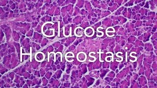 A2 Biology Glucose homeostasis Pancreas and Liver [upl. by Silvio274]