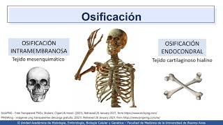 VIDEHISTO 12  Tipos de osificación [upl. by Ecirtnas]