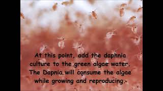 Daphnia  How to grow daphnia in your home [upl. by Myo]