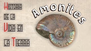 HVT Amonites mini documental [upl. by Apthorp]