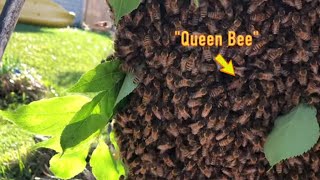 5 Year Old Beehive Swarms 3 Times [upl. by Tri215]