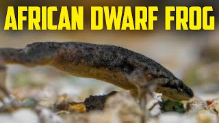 African Dwarf Frog Care Guide  Fun Aquarium Pet That Kids Love [upl. by Malik18]