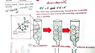 Ion exchange chromatography [upl. by Johm]