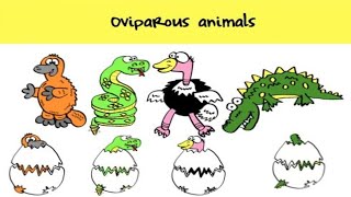 Oviparous Animals Giving Birth [upl. by Fernas]