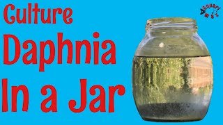 How to Culture Daphnia in a Jar [upl. by Ahsimak]