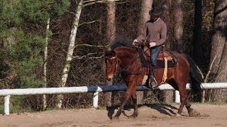 Équitation éthologique  En Selle  Pas Trot amp Galop [upl. by Eelyah]