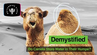 Demystified Do Camels Store Water In Their Humps  Encyclopaedia Britannica [upl. by Alyose]