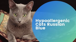 Hypoallergenic Cats Russian Blue – Guide [upl. by Iht538]