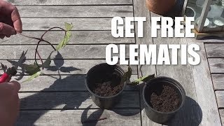 How to take cuttings from a clematis [upl. by Perkoff424]