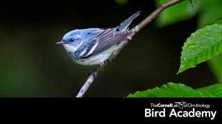 Warbler ID [upl. by Llerod]