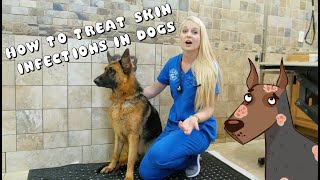 How to Treat Skin Infections in Dogs  Pyoderma [upl. by Benjamen549]