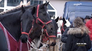 Darfs ein Pferd mehr sein Wir in BB [upl. by Idou]