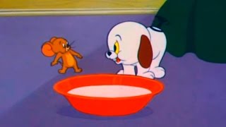 Tom and Jerry  Episode 80  Puppy Tale 1954 [upl. by Yborian364]