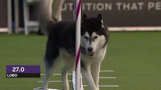 Dogs husky vs border collie agility [upl. by Aicetel347]