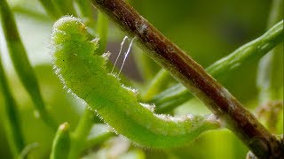 Caterpillar Cocoon Timelapse  BBC Earth [upl. by Anyaj]