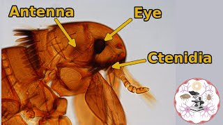 Microscopic Flea Anatomy [upl. by Ahsi]