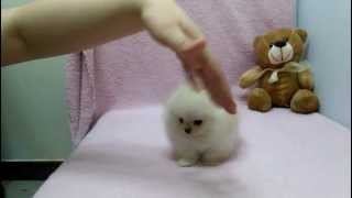 Micro teacup Pomeranian puppies for sale [upl. by Aivatnuhs]