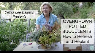 Overgrown Potted Succulents How to Refresh and Replant [upl. by Buckley]