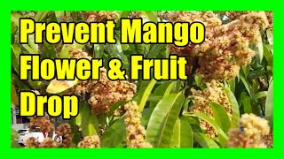 Prevent Mango Flowers From Falling Mango Flower Drop Treatment and Management [upl. by Klinger]