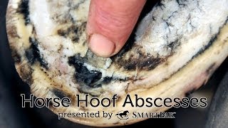 Horse Hoof Abscesses [upl. by Eded]