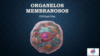 Histología organelos membranosos Parte 1 [upl. by Lehteb]