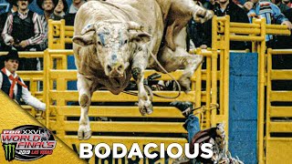 BODACIOUS Receives the 2019 BRAND OF HONOR [upl. by Niamrej]