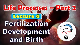 Human embryogenesis class 12  Pregnancy and emryonic development [upl. by Seeto]