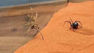 Brazilian Wandering Spider vs Black Widow [upl. by Calabresi]