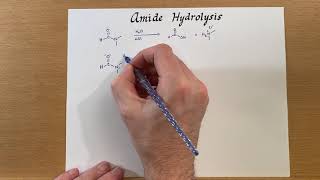 Amide Hydrolysis [upl. by Guerra]