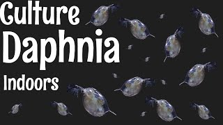 How to Culture Daphnia [upl. by Delogu]