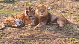 Siberian tiger playing with African lions [upl. by Mathre653]