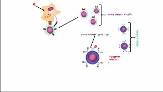 Adaptive Immunity Part 1  Humoral Immunity [upl. by Behlke]