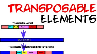 Transposable elements [upl. by Rahs747]