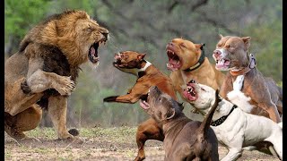 5 Pitbull VS Lion Real Fight  Trained Pitbull Dogs Against Lion [upl. by Sethrida852]