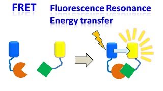 FRET  Fluorescence resonance energy transfer [upl. by Holmes326]