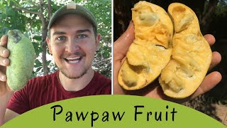 How To Find Pawpaw North Americas Tropical Fruit [upl. by Aria]