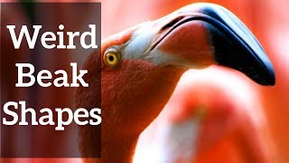 Weird Beak Shapes  And Why They Make Sense [upl. by Kohcztiy]