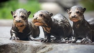 Endangered Giant River Otter Pups [upl. by Hellah]