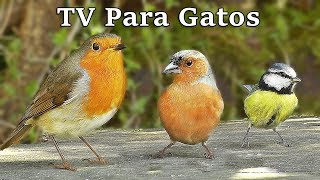 TV Para Gatos  Pájaros en Todas Partes [upl. by Noseaj]