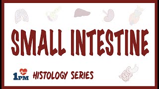 Small Intestine Histology [upl. by Eitac]