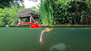 Pike Eat Frogs and Rats Top Water Lure Fishing [upl. by Areis]