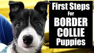 Border Collie Puppy Training  10 Skills To TEACH FIRST [upl. by Neufer314]