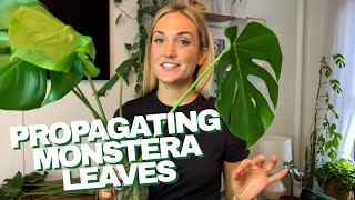 How to Propagate a Monstera  The RIGHT Way to Cut Your Monstera Leaves and Grow Roots in Water [upl. by Sou]